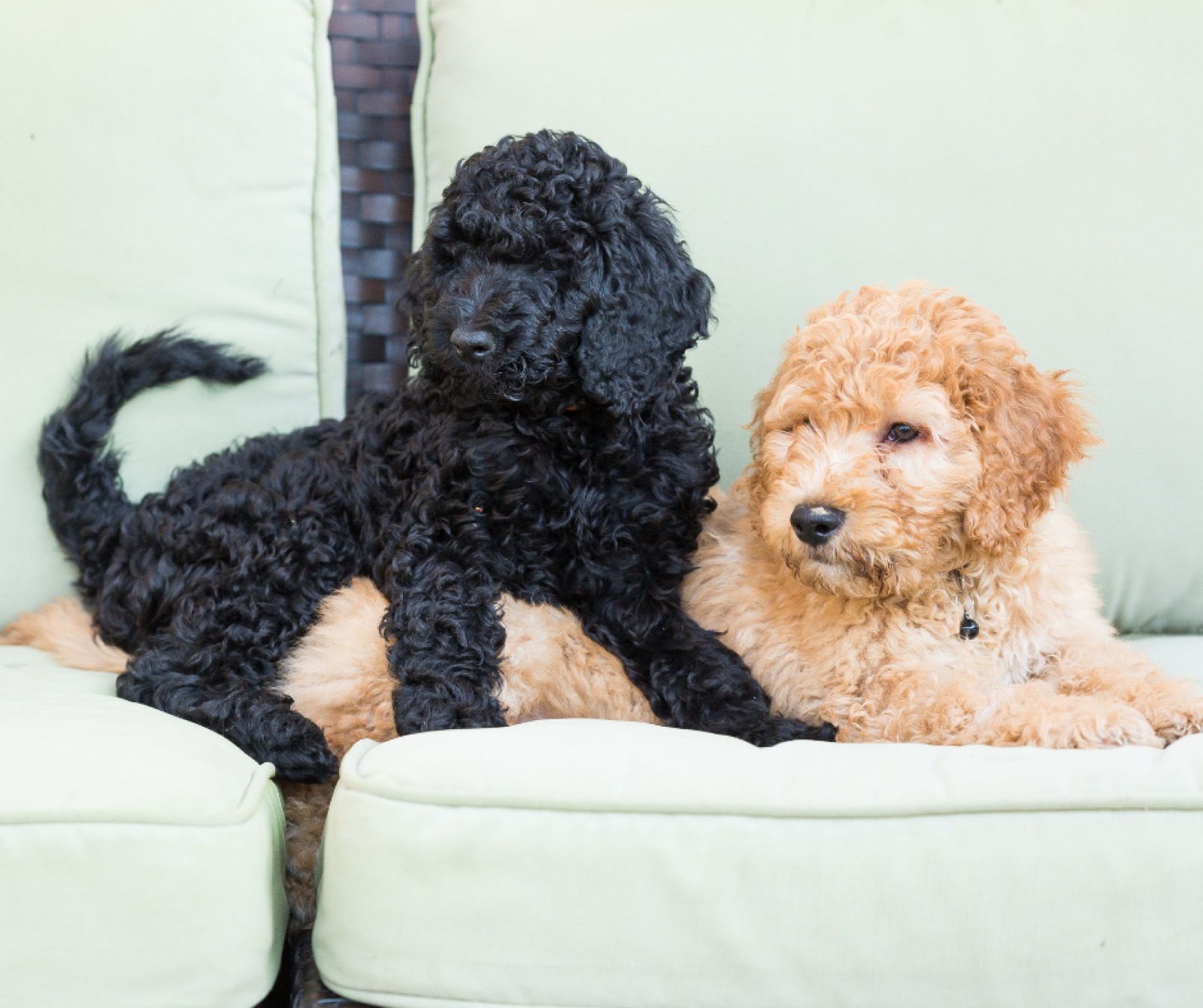 A black and a golden Doodle puppy on a sofa