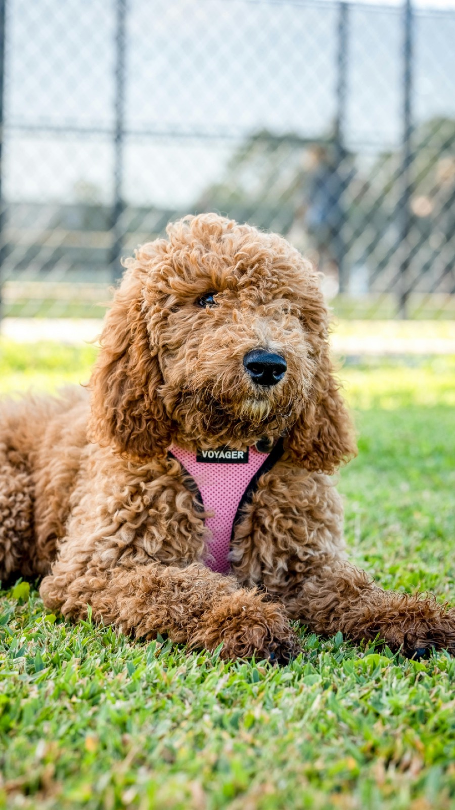 Goldendoodle lying in the grass wearing a pink harness