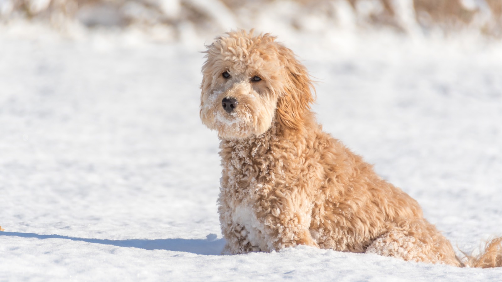 Goldendoodle sitting in fresh snow