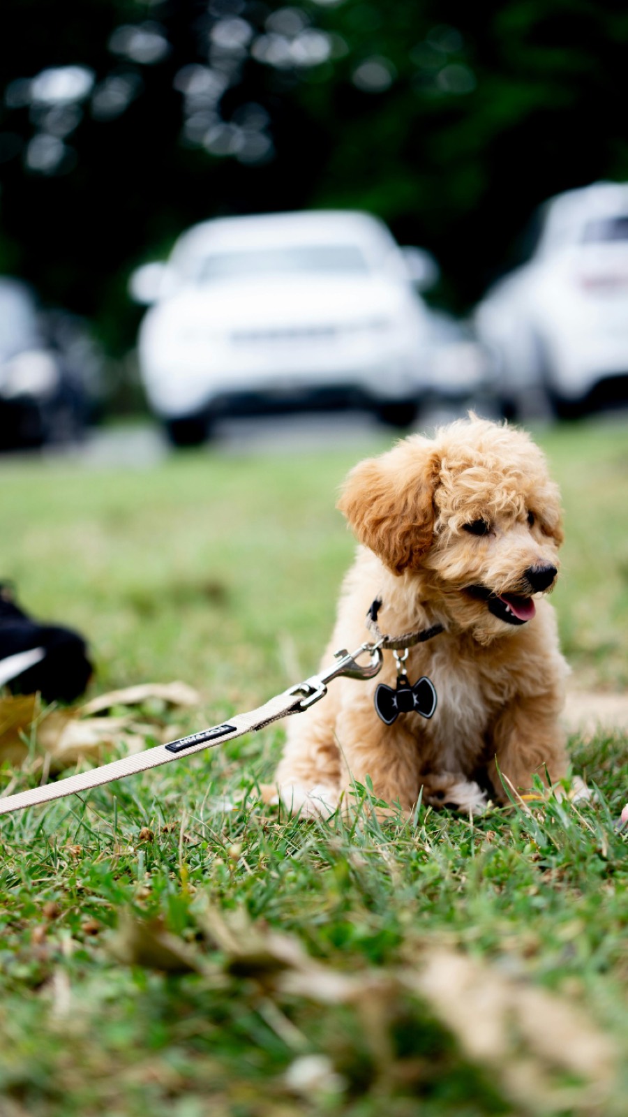 Goldendoodle puppy on a leash in the grass
